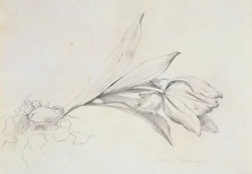 Tulpe